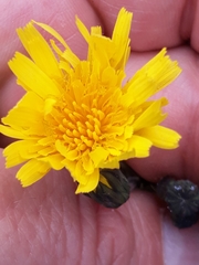 Sonchus tenerrimus