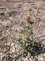 Sphaeralcea incana