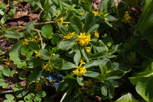 Daphne jezoensis iNat (1)