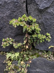 Euphorbia