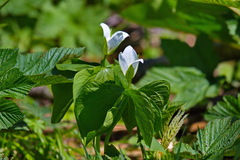 Trillium camschatcense