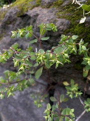 Euphorbia
