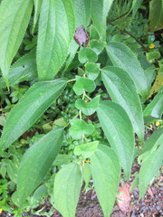 Boehmeria heterophylla