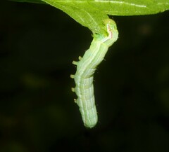 Leuconycta diphteroides