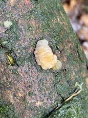 Naematelia encephala