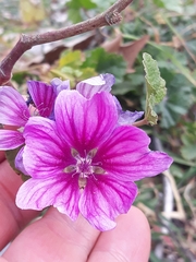 Malva sylvestris