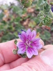 Malva sylvestris