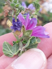 Malva sylvestris