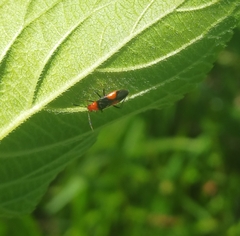 Trilaccus nigroruber