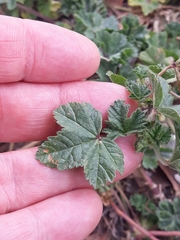 Malva sylvestris