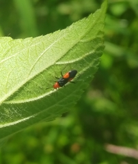 Trilaccus nigroruber