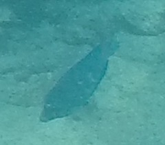 Acanthurus coeruleus