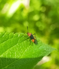 Trilaccus nigroruber