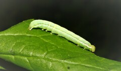 Leuconycta diphteroides