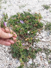 Malva sylvestris