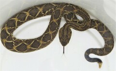 Crotalus durissus