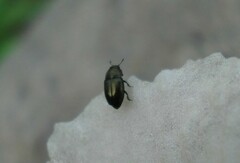 Brassicogethes aeneus