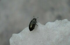 Brassicogethes aeneus