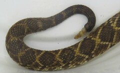Crotalus durissus
