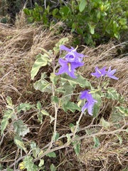 Solanum houstonii