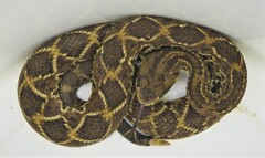 Crotalus durissus
