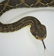 Crotalus durissus