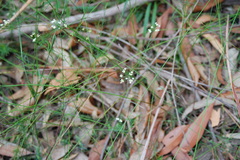 Platysace linearifolia