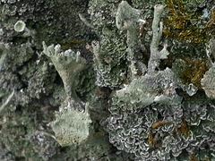 Cladonia digitata