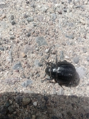 Pimelia