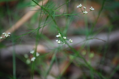 Platysace linearifolia
