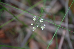 Platysace linearifolia
