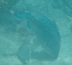 Acanthurus coeruleus