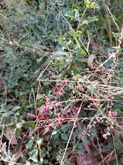 Chenopodium parabolicum