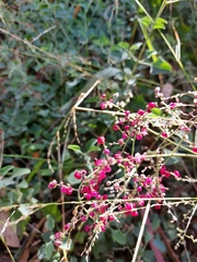 Chenopodium parabolicum