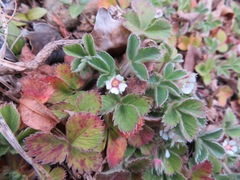 Potentilla micrantha