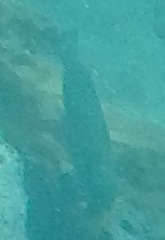 Azurina multilineata