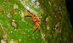 Stephanopoides simoni