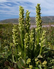 Platanthera hyperborea
