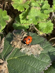 Coccinella magnifica
