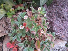 Potentilla micrantha