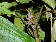 Phoneutria boliviensis