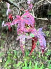 Acer serrulatum