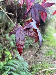 Acer serrulatum