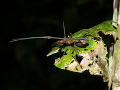 Libethra