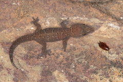 Pachydactylus capensis