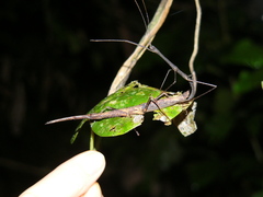 Libethra