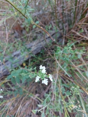 Teucrium corymbosum