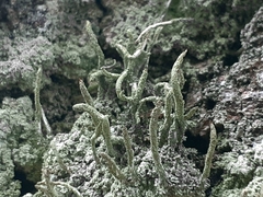 Cladonia cornuta