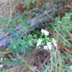 Teucrium corymbosum