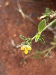 Stylosanthes fruticosa